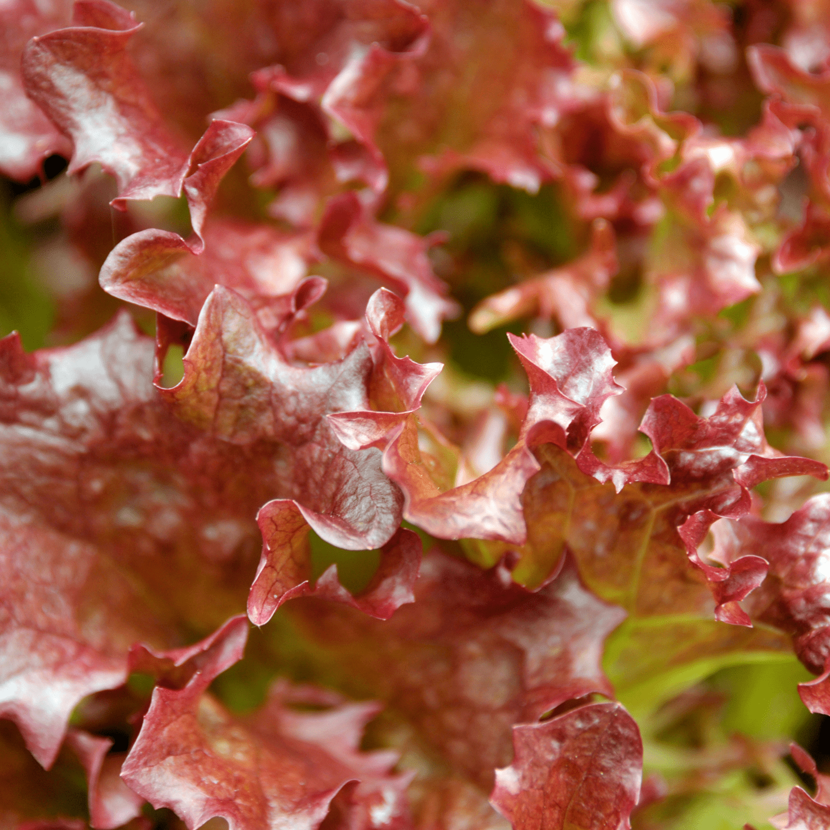 Lettuce Outredgeous - Salt Spring Seeds