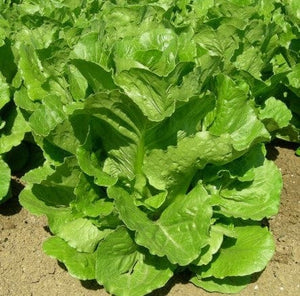 Lettuce Parris Island Cos - Good Earth Farms 