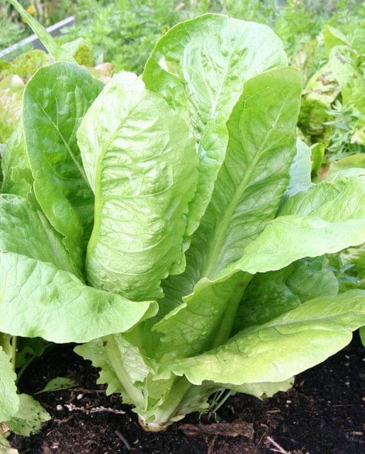 Lettuce Parris Island Cos - West Coast Seeds