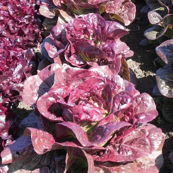 Lettuce Pomegranate Crunch - Saanich Organics Seeds