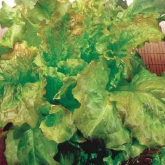 Lettuce Prizehead - McKenzie Seeds