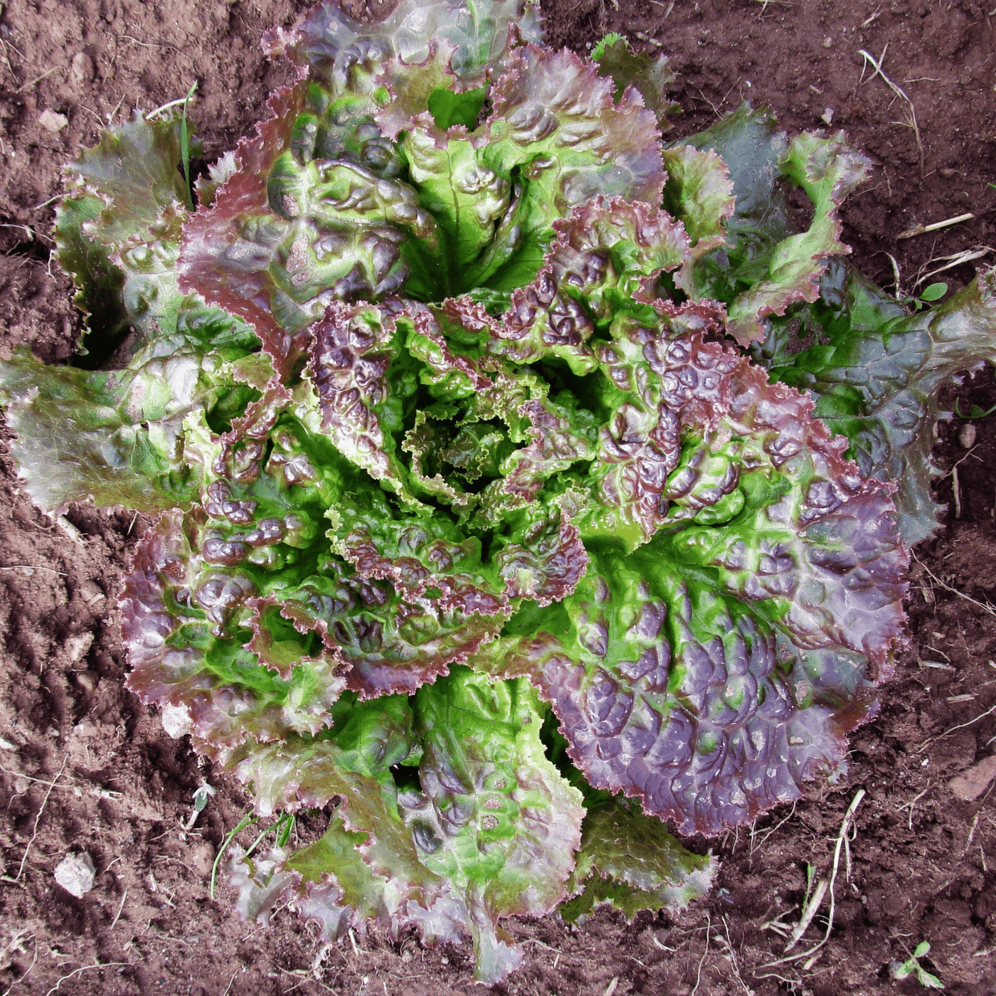 Lettuce Prizehead - Ontario Seed Company