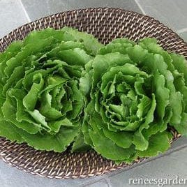 Lettuce Queen of Crunch - Renee's Garden