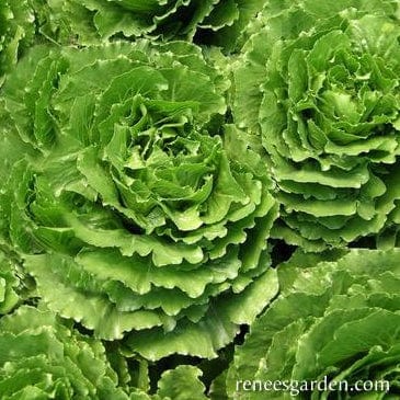 Lettuce Queen of Crunch - Renee's Garden