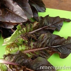 Lettuce Red Deer Tongue - Renee's Garden Seeds