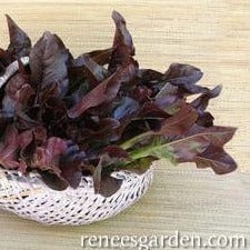 Lettuce Red Deer Tongue - Renee's Garden Seeds