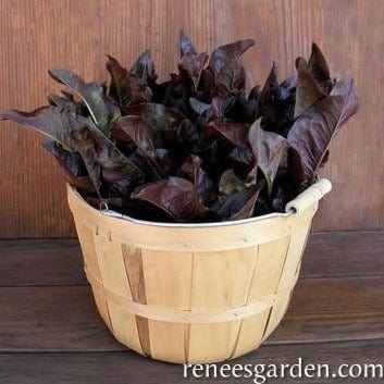 Lettuce Red Deer Tongue - Renee's Garden Seeds