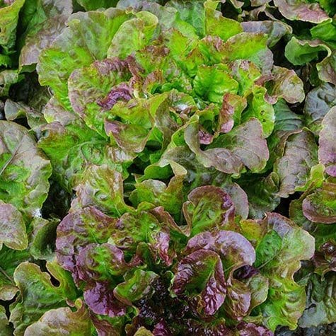 Lettuce Red Mist