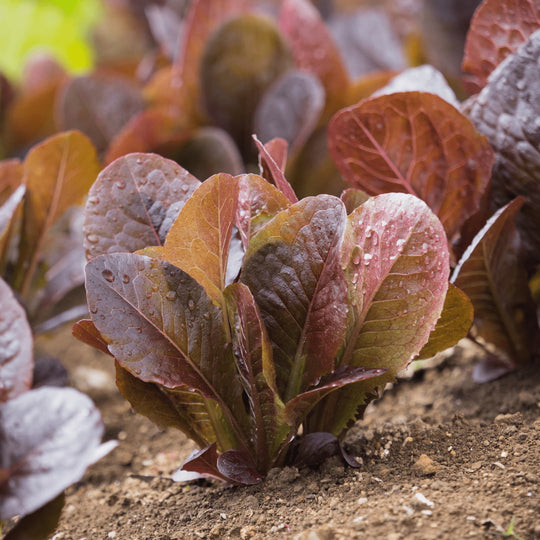 Lettuce Red Romaine - Ontario Seed Company