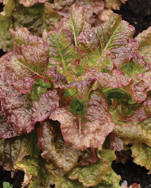 Lettuce Red Sails - West Coast Seeds