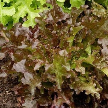  Lettuce Red Salad Bowl - Saanich Organics Seeds