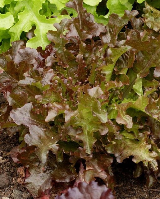 Lettuce Red Salad Bowl - West Coast Seeds