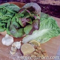 Lettuce Renee's Caeser Duo - Renee's Garden Seeds