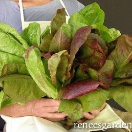 Lettuce Renee's Caeser Duo - Renee's Garden Seeds