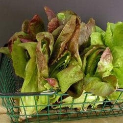 Lettuce Renee's Caeser Duo - Renee's Garden Seeds