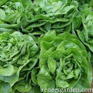 Lettuce Rhapsody - Renee's Garden