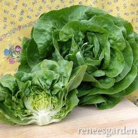 Lettuce Rhapsody - Renee's Garden