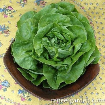 Lettuce Rhapsody - Renee's Garden