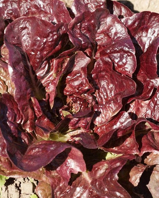 Lettuce Rouge D'Hiver - West Coast Seeds