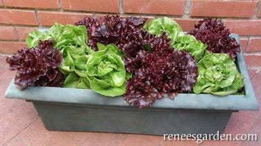 Lettuce Ruby & Emerald Duet - Renee's Garden Seeds