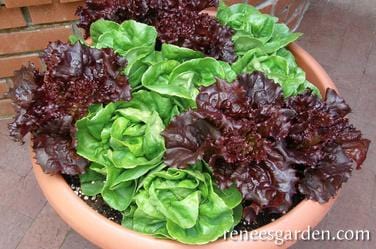 Lettuce Ruby & Emerald Duet - Renee's Garden Seeds