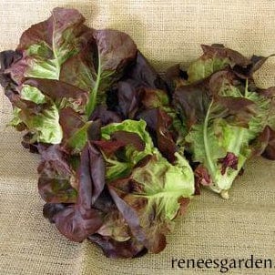 Lettuce Ruby Gem - Renee's Garden