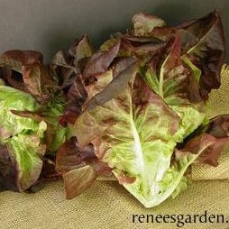 Lettuce Ruby Gem - Renee's Garden