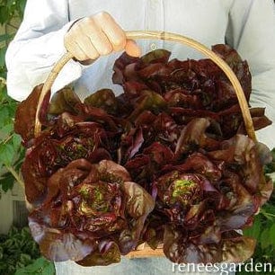 Lettuce Ruby Gem - Renee's Garden