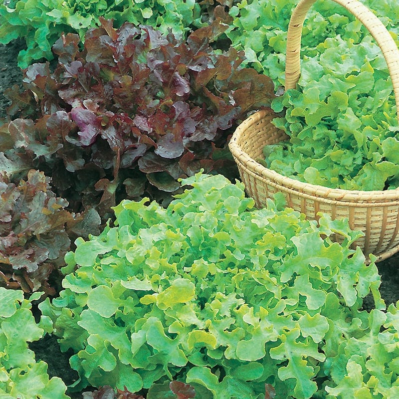 Lettuce Salad Bowl Red and Green