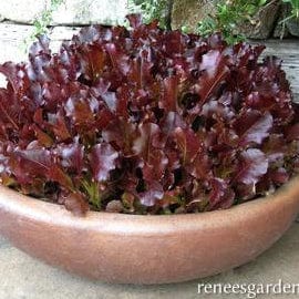 Lettuce Sea of Red - Renee's Garden