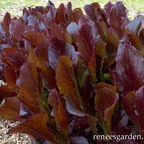 Lettuce Sea of Red - Renee's Garden
