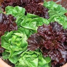 Lettuce Stardom Mix - Renee's Garden Seeds