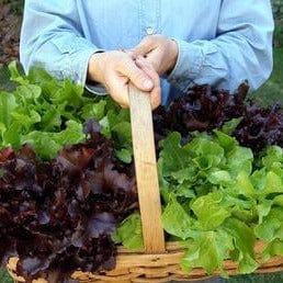 Lettuce Stardom Mix - Renee's Garden Seeds