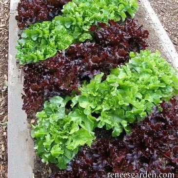 Lettuce Stardom Mix - Renee's Garden Seeds