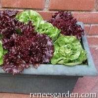 Lettuce Stardom Mix - Renee's Garden Seeds