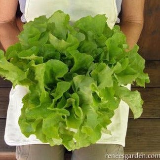 Lettuce Stardom Mix - Renee's Garden Seeds