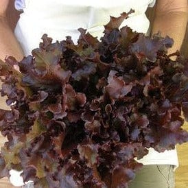 Lettuce Stardom Mix - Renee's Garden Seeds