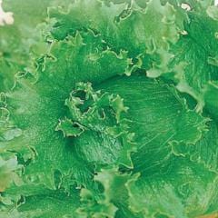 Lettuce Summertime - McKenzie Seeds