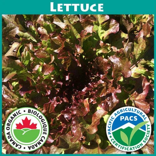 Lettuce Sunfire Red Oak - Good Earth Farms