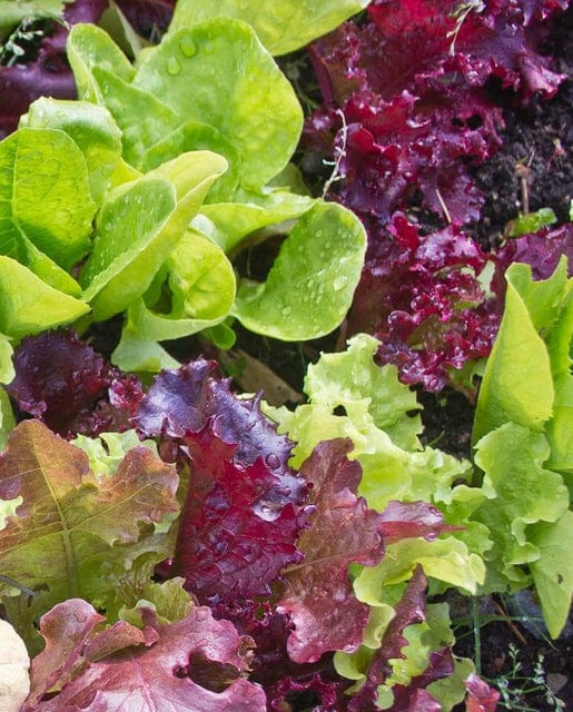 Lettuce Super Gourmet - West Coast Seeds