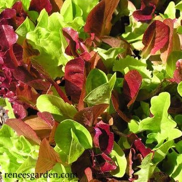 Lettuce Sweet Greens/Reds - Renee's Garden