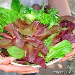 Lettuce Sweet Greens/Reds - Renee's Garden