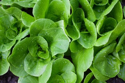 Lettuce Tom Thumb - Aimer's Organic Seeds