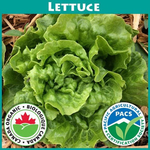 Lettuce Tom Thumb - Good Earth Farms