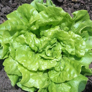 Lettuce Tom Thumb - Saanich Organics