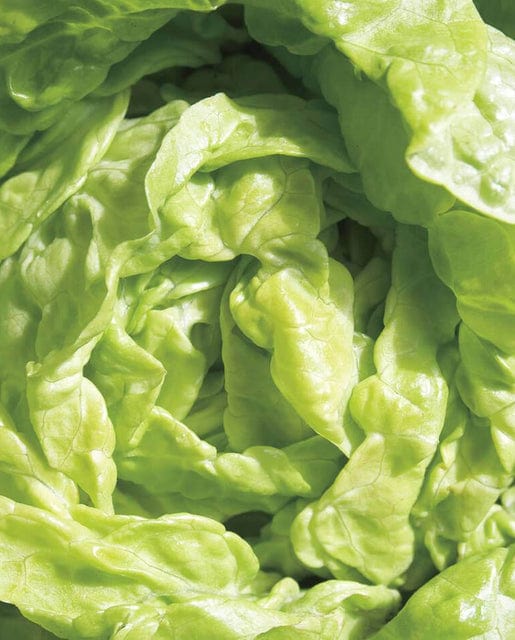 Lettuce Tom Thumb - West Coast Seeds