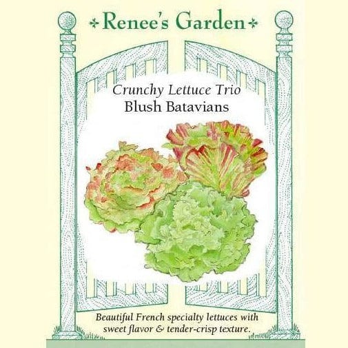 Lettuce Trio Blush Batavian - Renee's Garden Seeds
