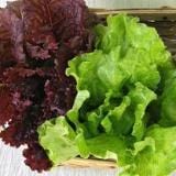 Lettuce Trio Blush Batavian - Renee's Garden