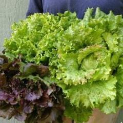 Lettuce Trio Blush Batavian - Renee's Garden