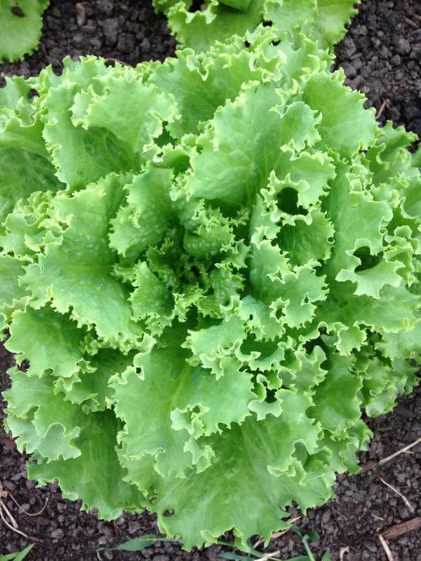 Lettuce Tropicana - Saanich Organics Seeds